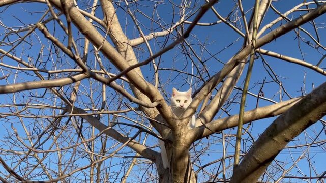 White Cat Sitting in Bare Tree Branches Against Blue Sky