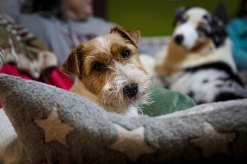 Naklejka na ściany i meble Jack Russell Terrier and Australian Shepherd Resting on the sofa. Dogs are family concept