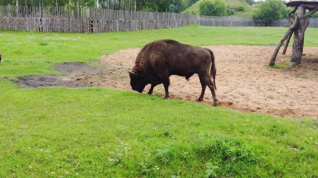 A bison grazes on green grass in a large open field. Part of the field is enclosed by a wooden fence. The bison moves slowly, enjoying its meal. The sky is clear, and the field is surrounded by vegeta
