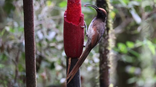 The black sicklebill (Epimachus fastosus) is a large member of the birds of paradise family, Paradisaeidae. This photo was taken in Arfak mountain, west Papua new guinea.