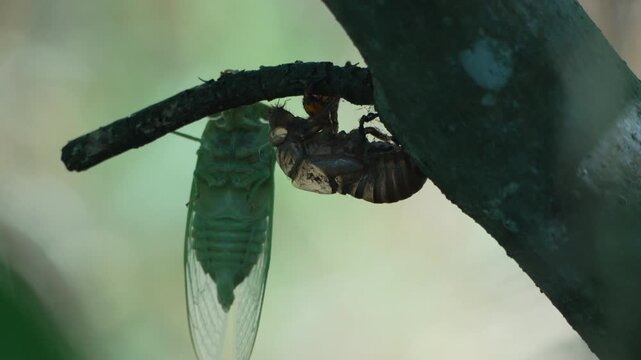 Freshly emerged cicada rests beside its discarded brown shell on a dark forest branch. Static close-up macro shot.