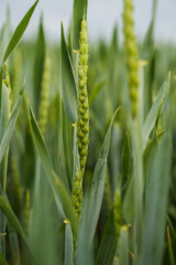 Naklejka premium Green wheat crop growing in a sprawling agricultural field, representing harvest, farming, and organic plant growth
