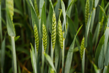 Naklejka premium Green wheat spikes growing in a crop field, rich agricultural texture representing natural farming and food production