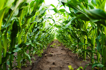 Naklejka premium Green corn field showing young plants growing in fertile soil rows under bright summer sky, agricultural land