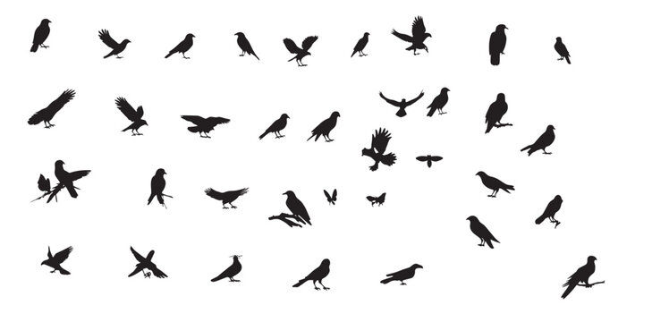 Silhouettes of various birds in different poses are arranged against a plain white background for creative design projects.
