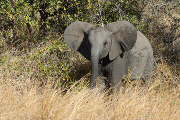 Fototapeta premium Afrikanischer Elefant / African elephant / Loxodonta africana