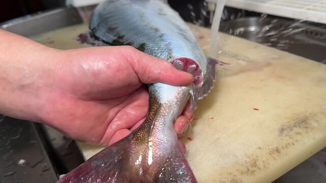 Fresh Fish Killed the Ikejime Way by a Japanese Chef (Kanpachi): Seafood Culture at an Izakaya