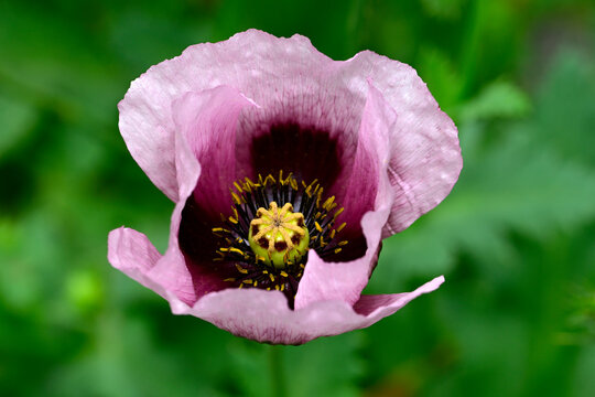 wilder Schlafmohn // wild Opium poppy (Papaver somniferum) - El Chorro, Andalusien, Spanien