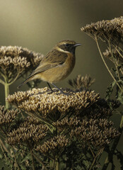 Naklejka premium Small stonechat bird rests on dry plant seed heads. This wild songbird is foraging for food amidst dry foliage in the countryside during winter season.