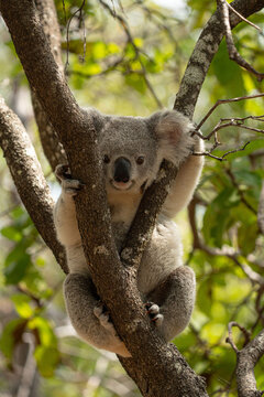 Wild Koala Climbing a Tree in Australia