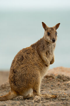 Wild Wallaby Portrait in Australia
