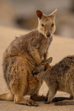 Mother Kangaroo with Joey in Her Pouch
