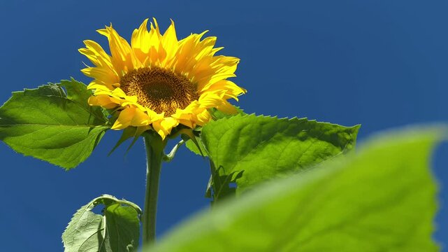 Bright yellow sunflower swaying gently in the wind against a clear blue sky, capturing the essence of a warm summer day