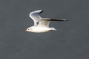 Fototapeta premium Adult black-headed gull in flight