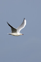 Fototapeta premium Adult black-headed gull in flight