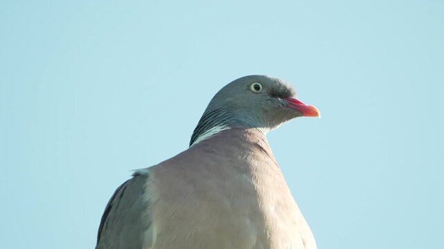 Sharp eye and soft grey feathers of a feral pigeon portrait against a clear blue sky. Close-up static shot.