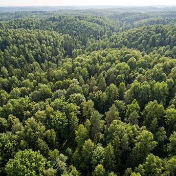 Aerial view of lush green forest canopy, dense woodland landscape from above, summer wilderness and environmental nature background