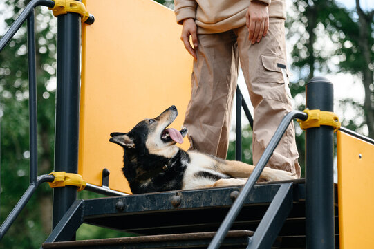 dog agility training, young woman instructor trains cute clever mongrel dog, dog owner sitting with dog and stroking head, tongue out, funny moment, playground in city park with green trees in summer
