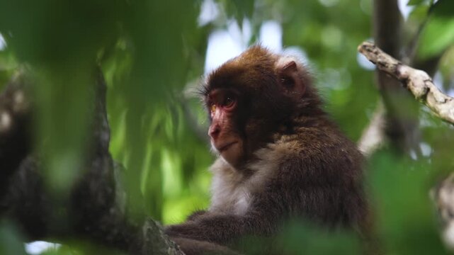 Japanese macaque monkey, Iwatayama Monkey Park, Arashiyama, western Kyoto, Japan, portrait closeup of Nihonzaru snow monkey with red face, blue sky background, troop of Macaca fuscata monkeys