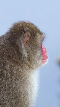 Japanese macaque monkey, Iwatayama Monkey Park, Arashiyama, western Kyoto, Japan, portrait closeup of Nihonzaru snow monkey with red face, blue sky background, troop of Macaca fuscata monkeys