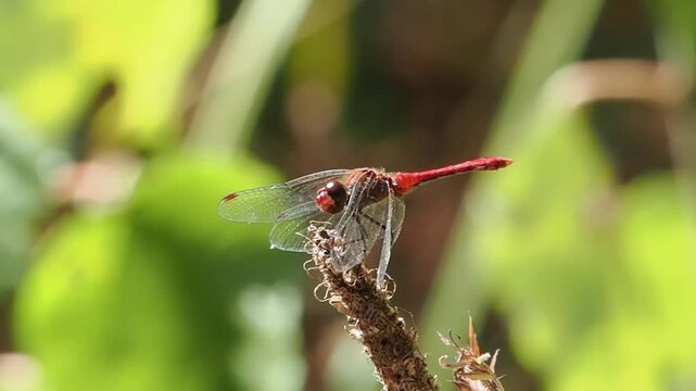 Common Darter dragonfly (Sympetrum striolatum) flying and returning to perch, dragonflies and insect wildlife nature stock video footage clip
