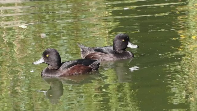 New Zealand scaup (Aythya novaeseelandiae) commonly known as a black teal, a native diving duck species swimming in a freshwater habitat, birds stock video footage clip