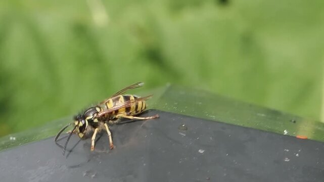 Macro portrait of a common wasp (Vespula vulgaris) insect on wood, highlighting intricate facial markings, compound eyes, and characteristic black and yellow warning colours, stock video footage