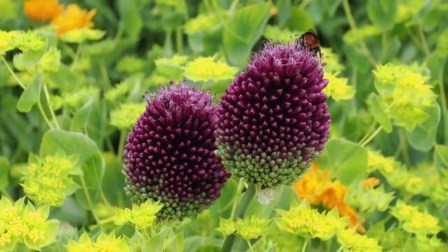 Allium sphaerocephalon a purple spring summer flower plant being pollinated by a red-tailed bumblebee (Bombus lapidarius)  garden bees wildlife stock photo image
