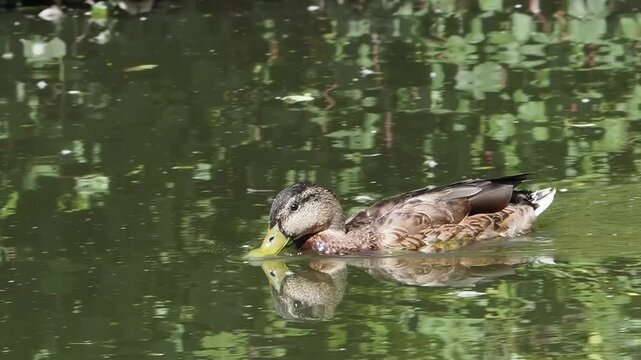 Female mallard duck (Anas platyrhynchos) bird swimming peacefully on a calm pond with clear water reflections, for a nature and wildlife of dabbling ducks, nature stock video footage clip