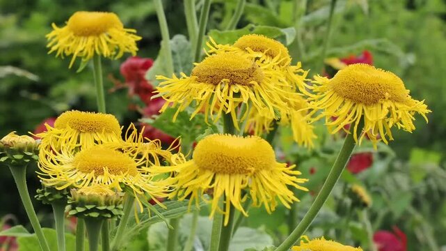 Telekia speciosa a summer autumn fall flowering plant with a yellow summertime flower commonly known as heart-leaved ox eye, ox eye daisy, gardening stock video footage clip