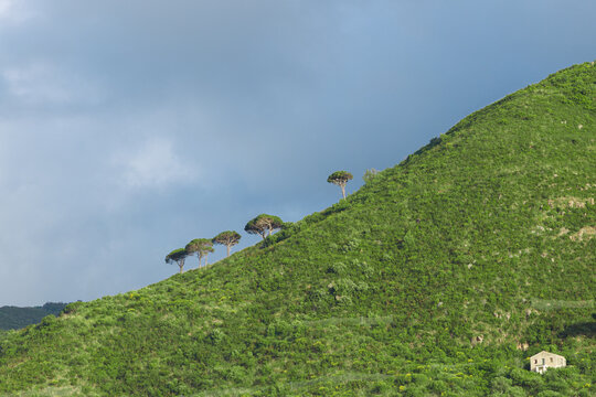 A gentle slope covered in lush green vegetation is dotted with several distinctive umbrella-shaped pine trees under a vast, overcast sky