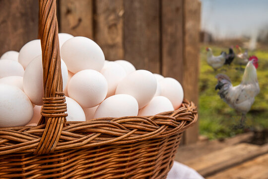 Chicken eggs in a large wicker basket harvested from chicken coop in the backyard. Countryside outdoor setting with chickens on the grass