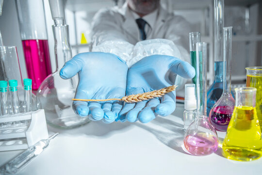 Senior agricultural scientist holding a wheat ear in protective gloves inside a modern laboratory. Concept of crop research, plant genetics, food security, agronomy and sustainable agriculture.