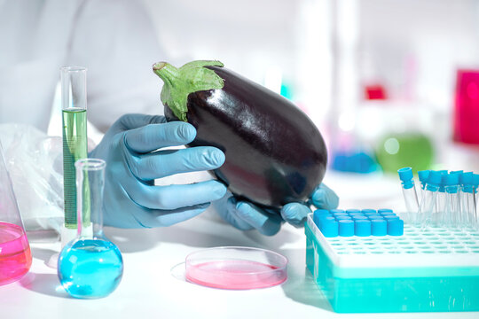 Fresh eggplant examined by gloved hands in food biotechnology laboratory, quality control and nutrient research for functional food