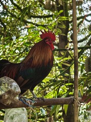 rooster in the garden © Phim