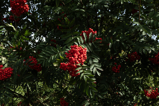 Clusters of vibrant red rowan berries growing on a tree