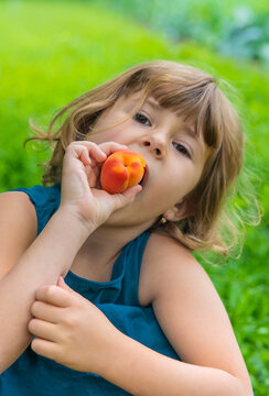 Apricot harvest in hands. Selective focus.