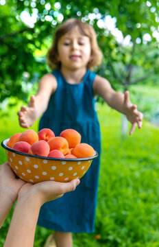 Apricot harvest in hands. Selective focus.