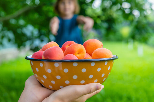 Apricot harvest in hands. Selective focus.