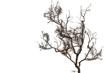 Bare branch without leaves or root on isolated background. Dry tree in winter or during drought. © TSViPhoto