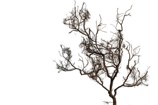 Bare branch without leaves or root on isolated background. Dry tree in winter or during drought.