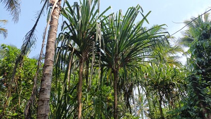 Tropical palm trees and green foliage in a lush natural landscape © Gagu