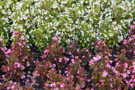 White and pink wax begonia flowers in a garden flowerbed