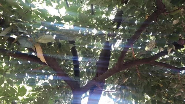 European hackberry tree branches and green leaves video footage. Morus alba fruit tree bark. Red Mulberry fruit tree bark in park.  