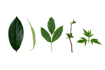 Fototapeta premium Collection of five distinct green plant leaves and stems isolated on white background