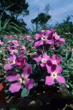 Violacciocca selvatica,  three-horned stock (Matthiola tricuspidata), a low-growing coastal plant with vibrant violet-pink flowers., Sardinia, Italy