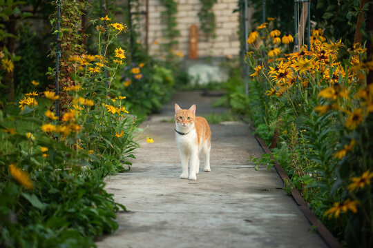 Orange tabby cat walking along a garden path surrounded by yellow flowers