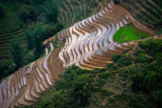 Rice terraces in Sa Pa