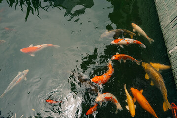 Ornamental koi carp swimming in a garden pond, featuring colorful patterns and shimmering scales on the surface of the water. Koi are domesticated ornamental varieties of carp © IBRESTER