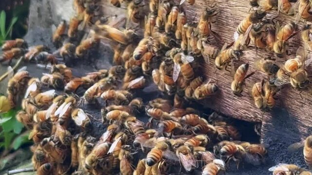 Honey Bees Swarming Around Beehive Entrance &ndash; Close-Up 4K Footage